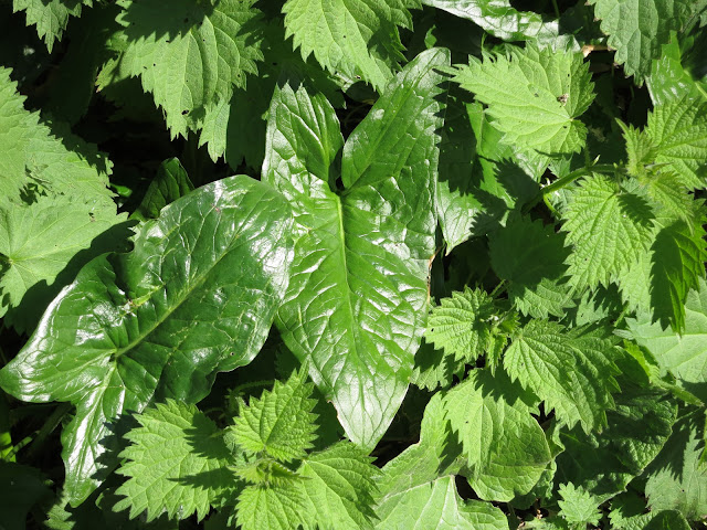 New leaves of Arum maculatum emerging through a bed of young, green nettles.